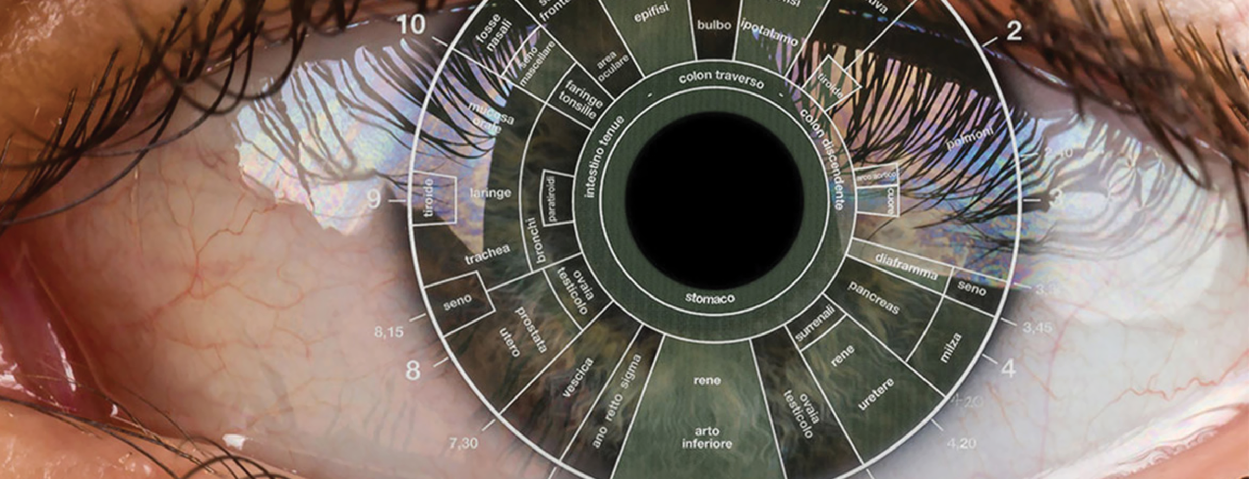 Dettaglio dell' occhio per l'analisi iridologica